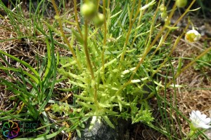 saxifraga aspera (4) (1200 x 800).jpg_product